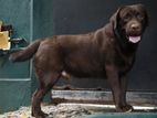 Labrador for Crossing ( Chocolate Brown )