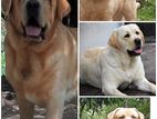 Labrador for Crossing (dog show winners)