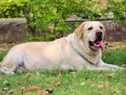 Labrador for Crossing