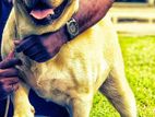 Labrador for Crossing