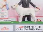 Labrador for Crossing