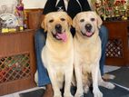 Labrador for Crossing