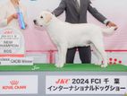 Labrador for Crossing