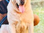 Labrador for Crossing