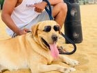 Labrador for Crossing