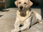 Labrador For Crossing