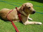 Labrador for Crossing
