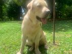 Labrador Dog For Crossing
