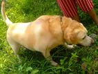 Labrador for Crossing