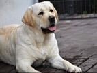 Labrador for crossing (imported double Side)