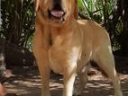 Labrador for Crossing Male