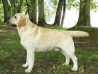 Labrador for crossing (Pure breed)