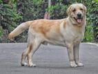 Labrador for Crossing (stud)