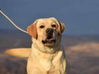 Labrador For (Crossing / Stud) From Serbia