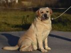 Labrador For (Crossing / Stud) Import from serbia