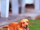 Labrador for Crossing