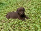 Labrador Puppies