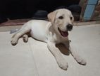 Labrador Puppy