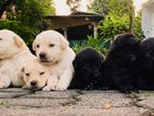 Labrador Puppy