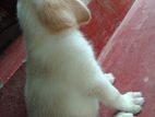 Labrador Puppy