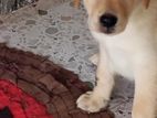 Labrador Puppy