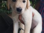Labrador Puppies