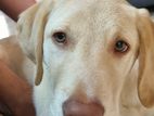 Labrador Dog