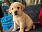 Labrador