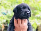 Labrador Puppies