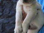 Labrador Puppies