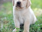 Labrador Dog