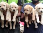 Labrador Puppies