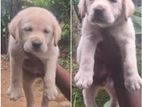 Labrador Puppies