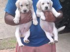 Labrador Puppies