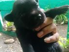 Labrador Puppies