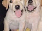 Labrador Puppies