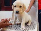 Labrador Female Puppy