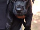 Labrador Puppy