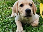 Labrador Puppy