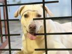 Labrador Dog
