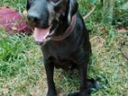 Labrador Dog
