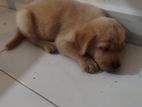 Labrador Puppy