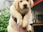 Labrador Puppy