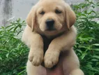 Labrador Puppy