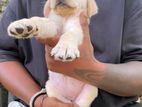 Labrador Puppies