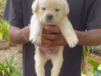Labrador Puppy