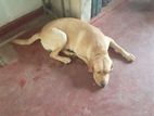 Labrador Dog