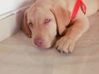 Labrador Puppy