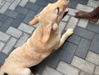 Labrador Dog