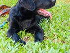 Labrador